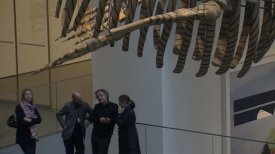 Installation of Gabriel Orozco's Mobile Matrix at MoMA