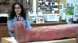 Meet the Mummy Named Demetrios Meet the Mummy Named Demetrios