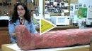Meet the Mummy Named Demetrios